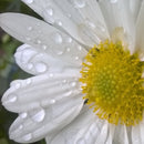 Condor dråbe effekt